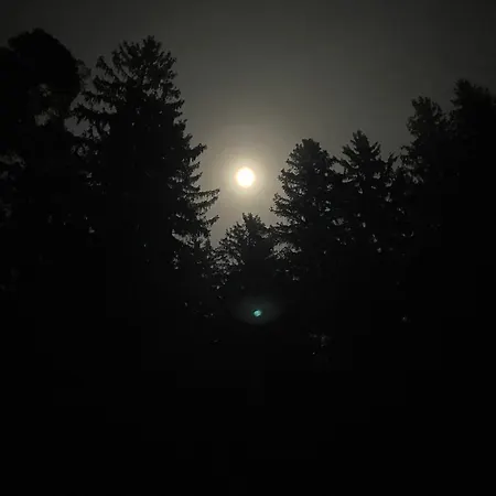 Baumzelt Im Wald *